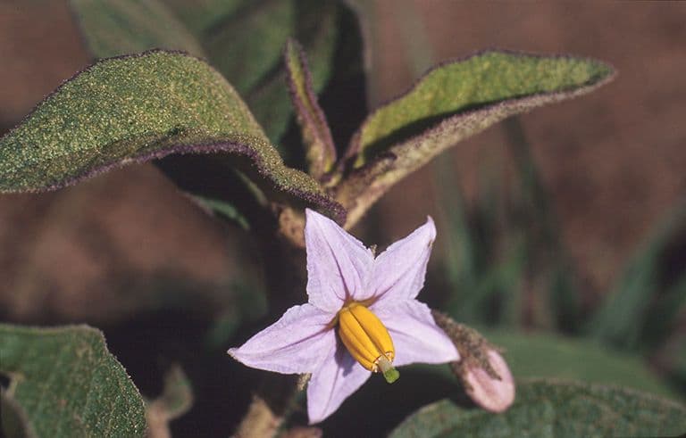 Solanum nudo 8