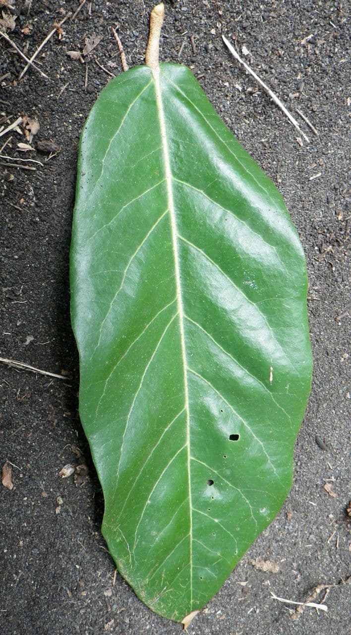 Heritiera 8