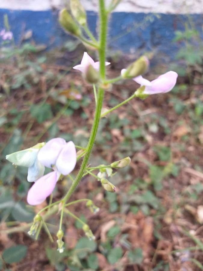 Desmodium uncinatum 12