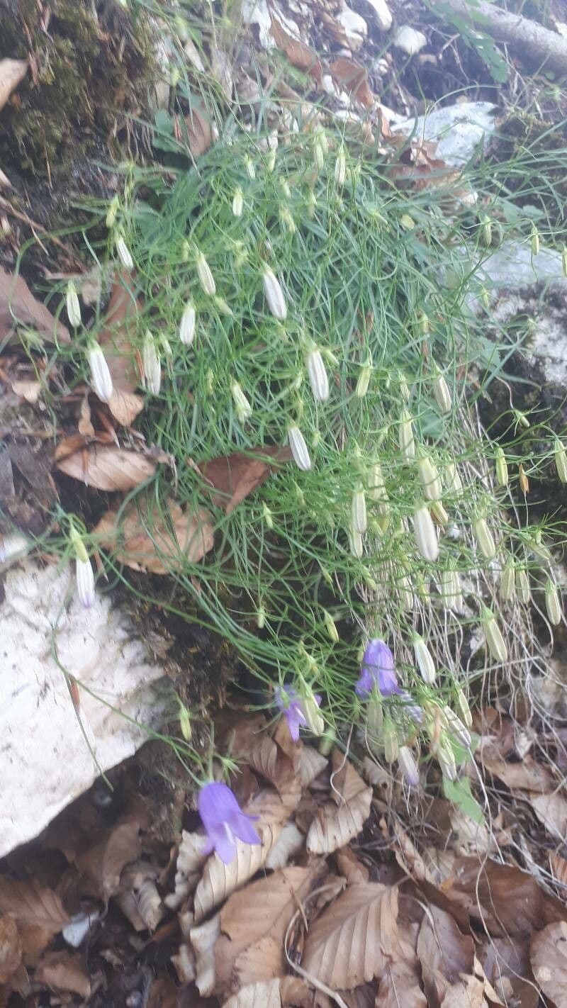 Campanula 4