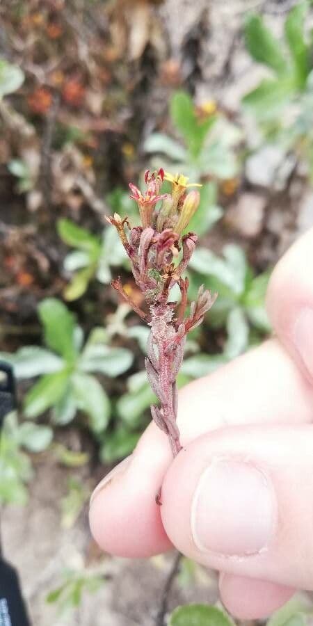 Quinchamalium 11