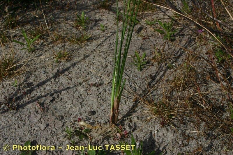 Juncus anceps 10