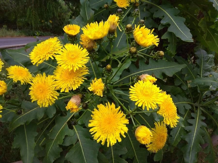 Strauchdistel