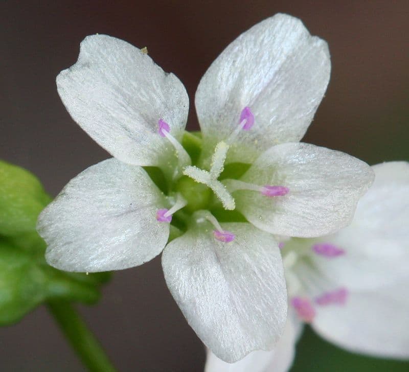 Claytonia parviflora 5