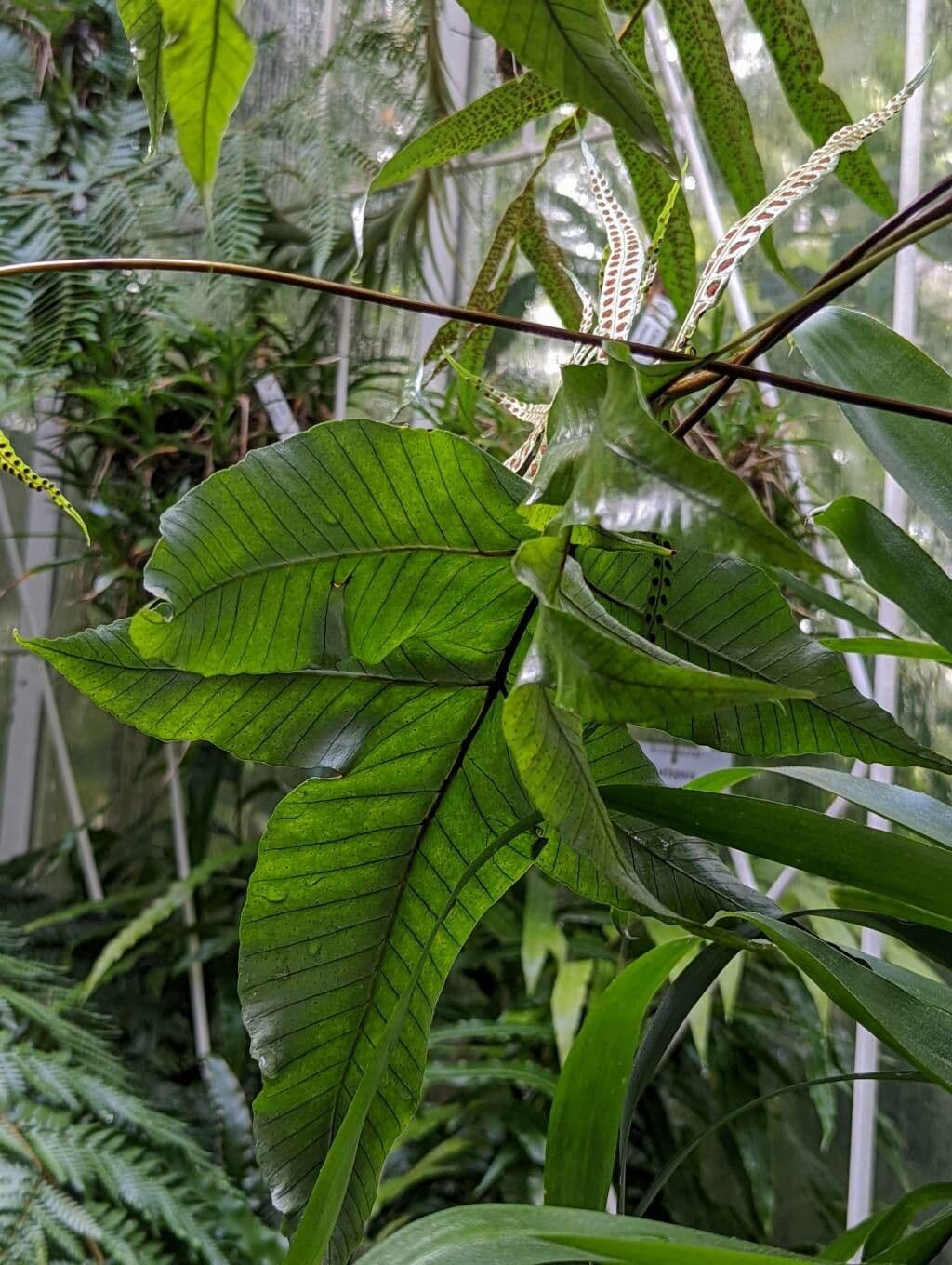 Selliguea 6