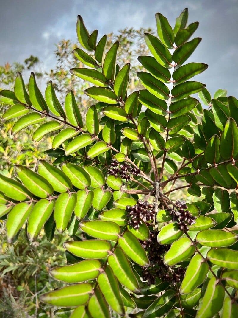 Polyscias 11