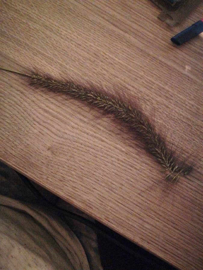 Setaria minore 21