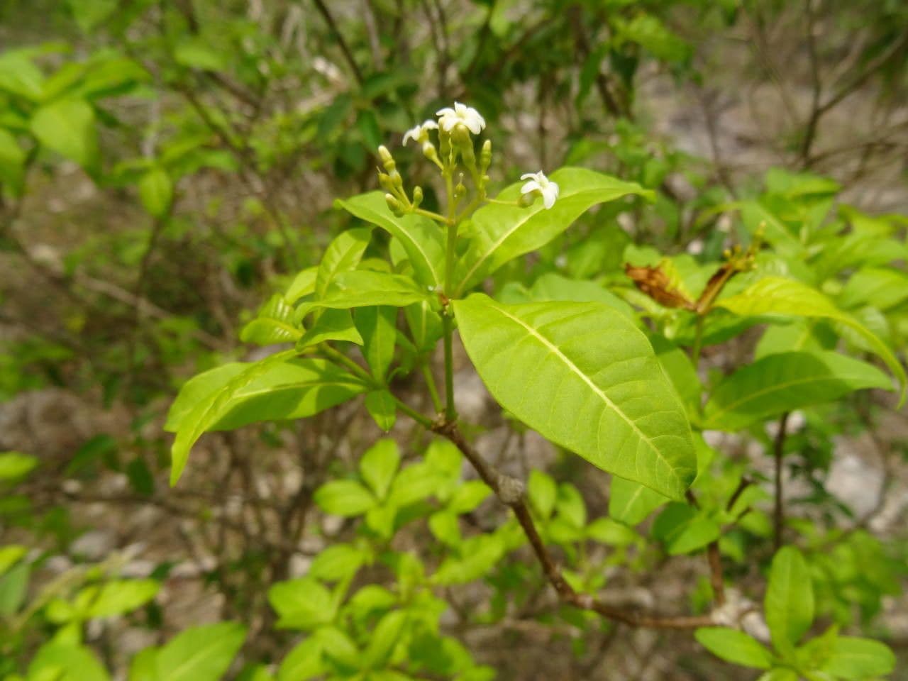 Rauvolfia viridis 5