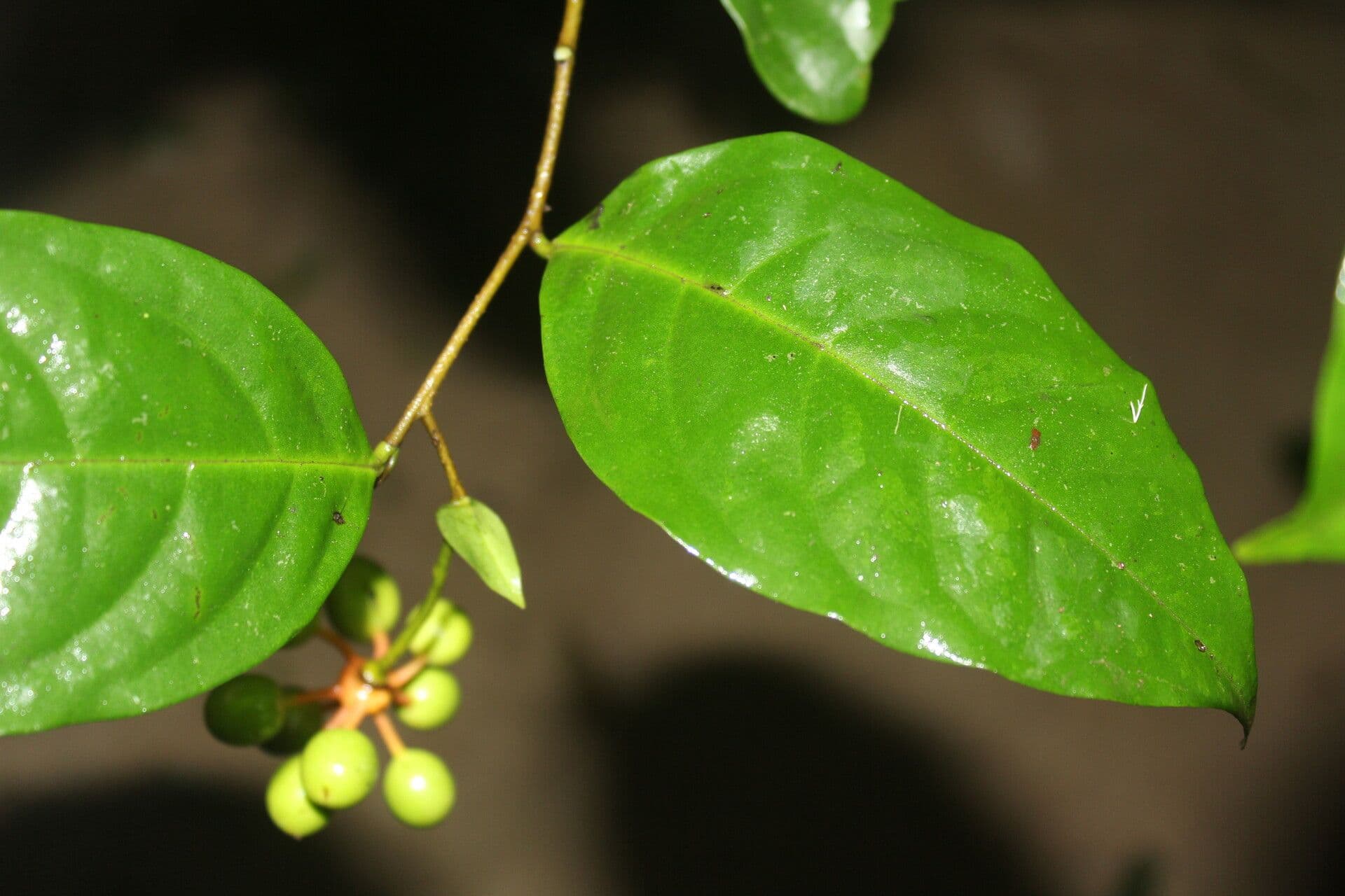 Desmopsis 3