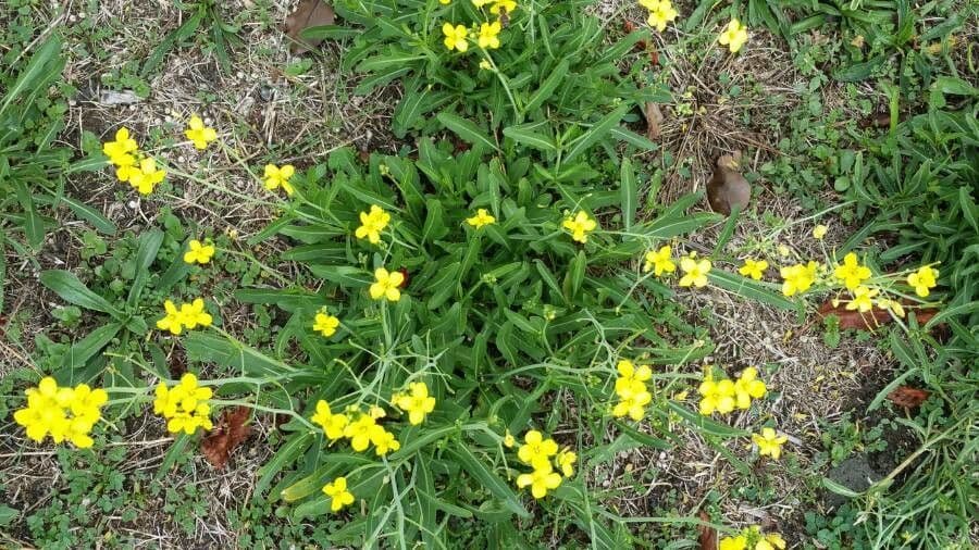 Diplotaxis à feuilles étroites 10