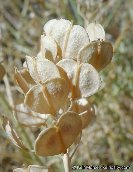 Lepidium fremontii 2