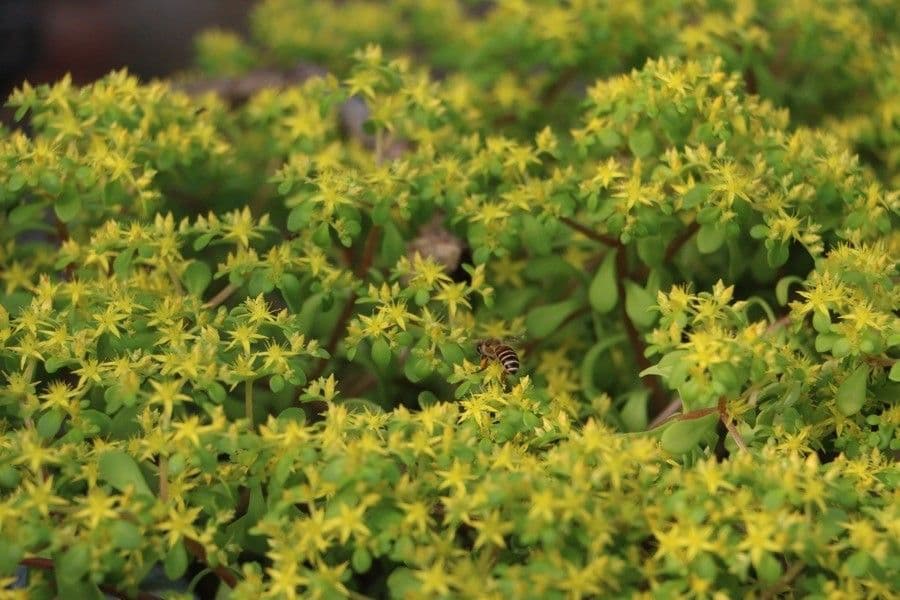 Sedum 3