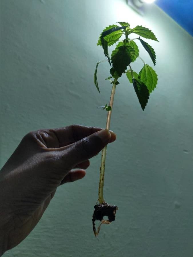 Pilea 19