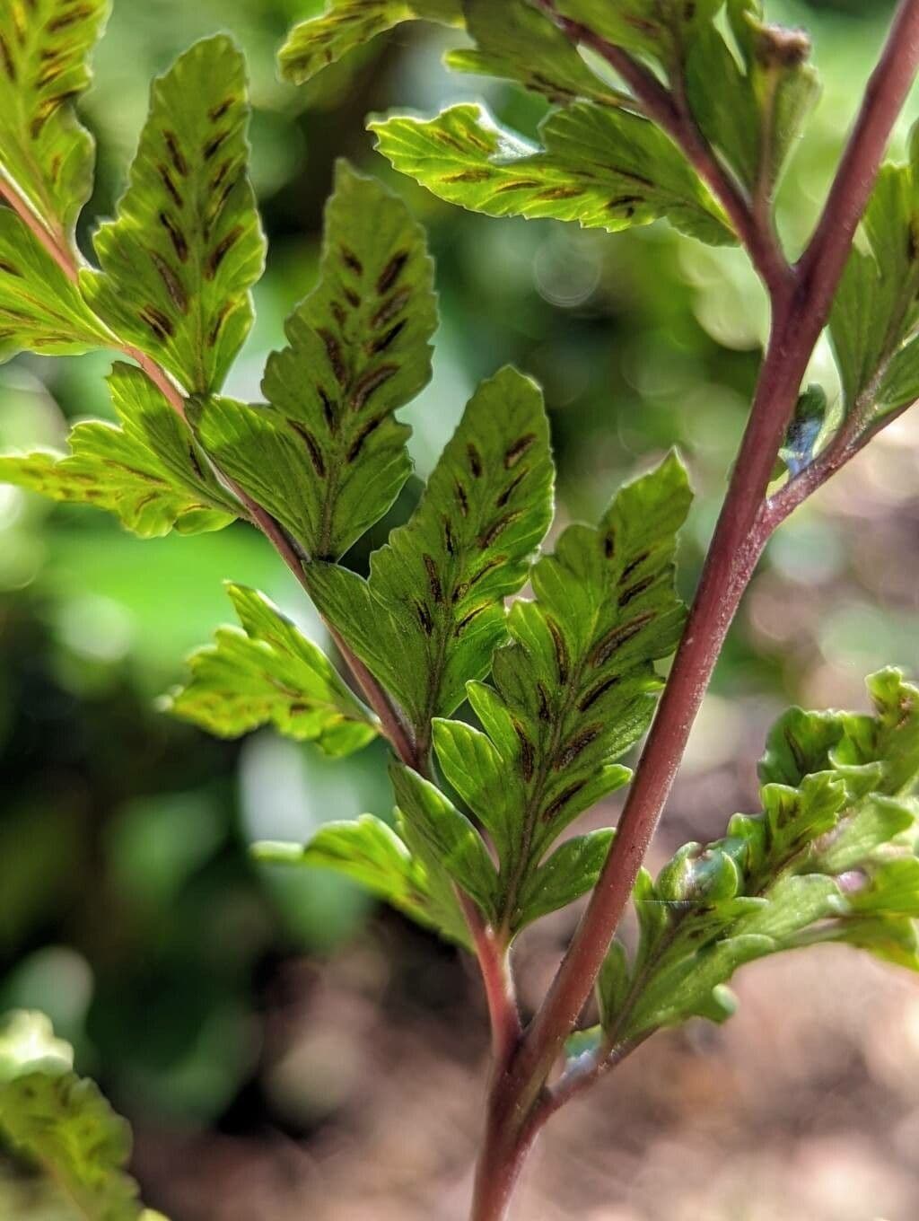 Athyrium 11