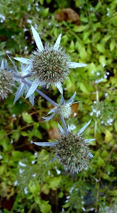 Edeldistel 8