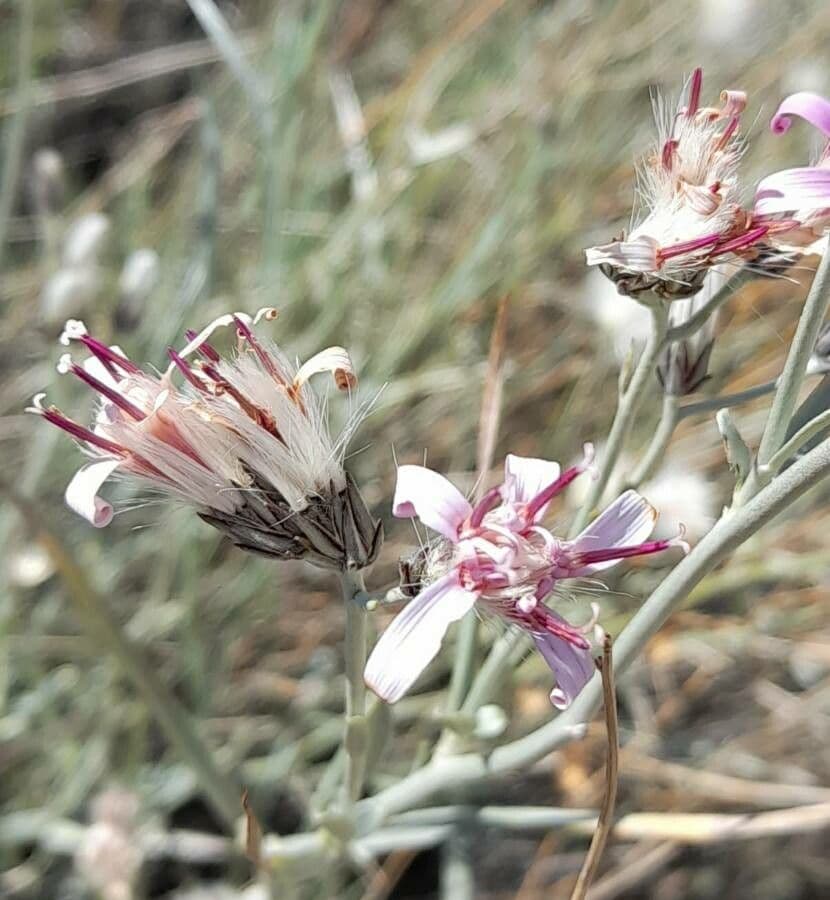 Hyalis 9