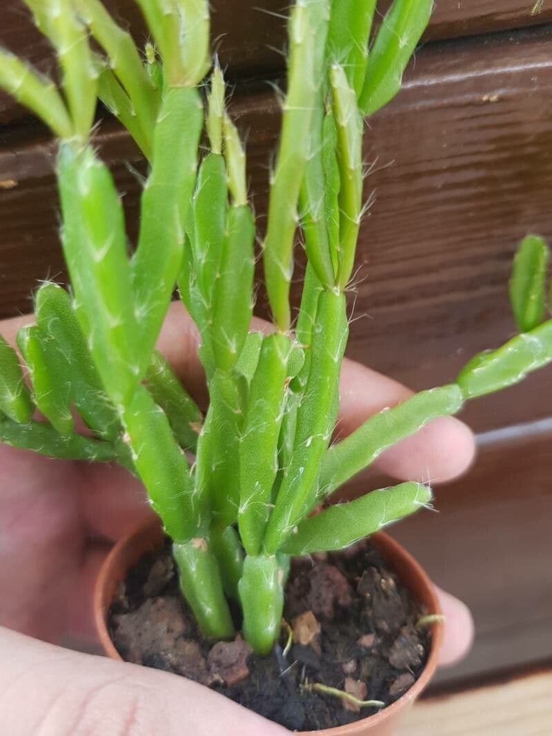 Rhipsalis micrantha 12