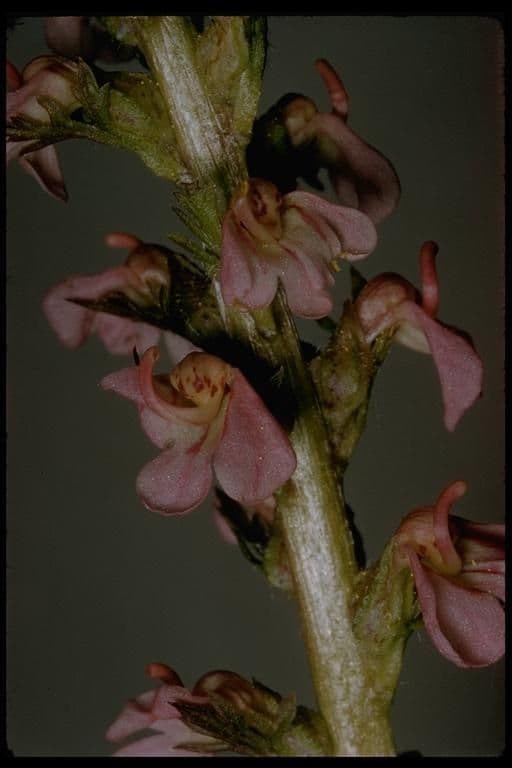 Pedicularis 3