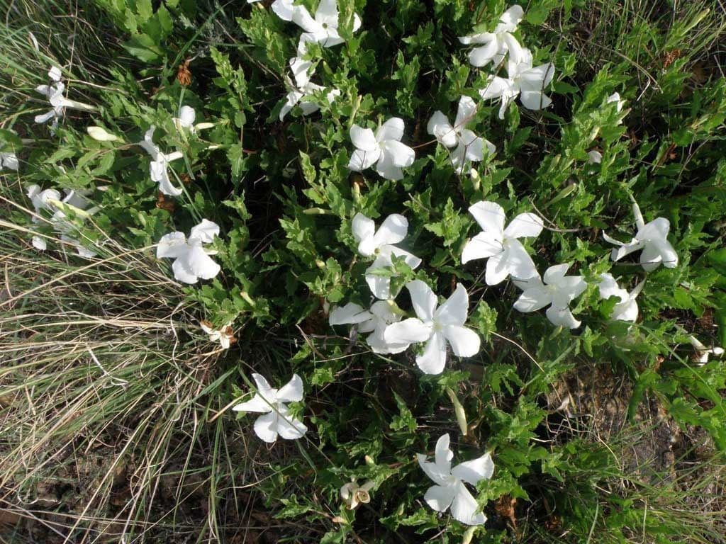 Mandevilla