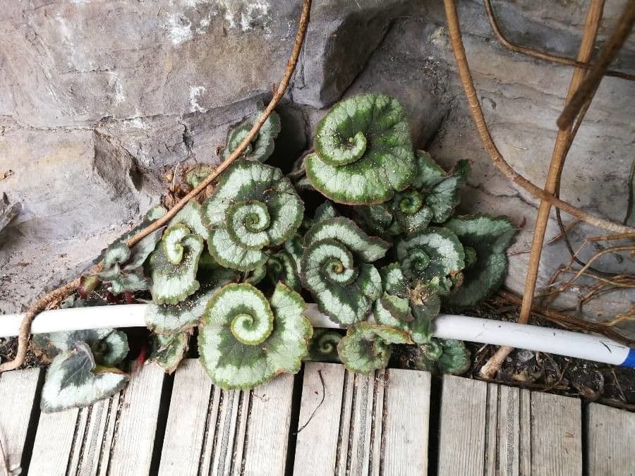 Begonia rex 13