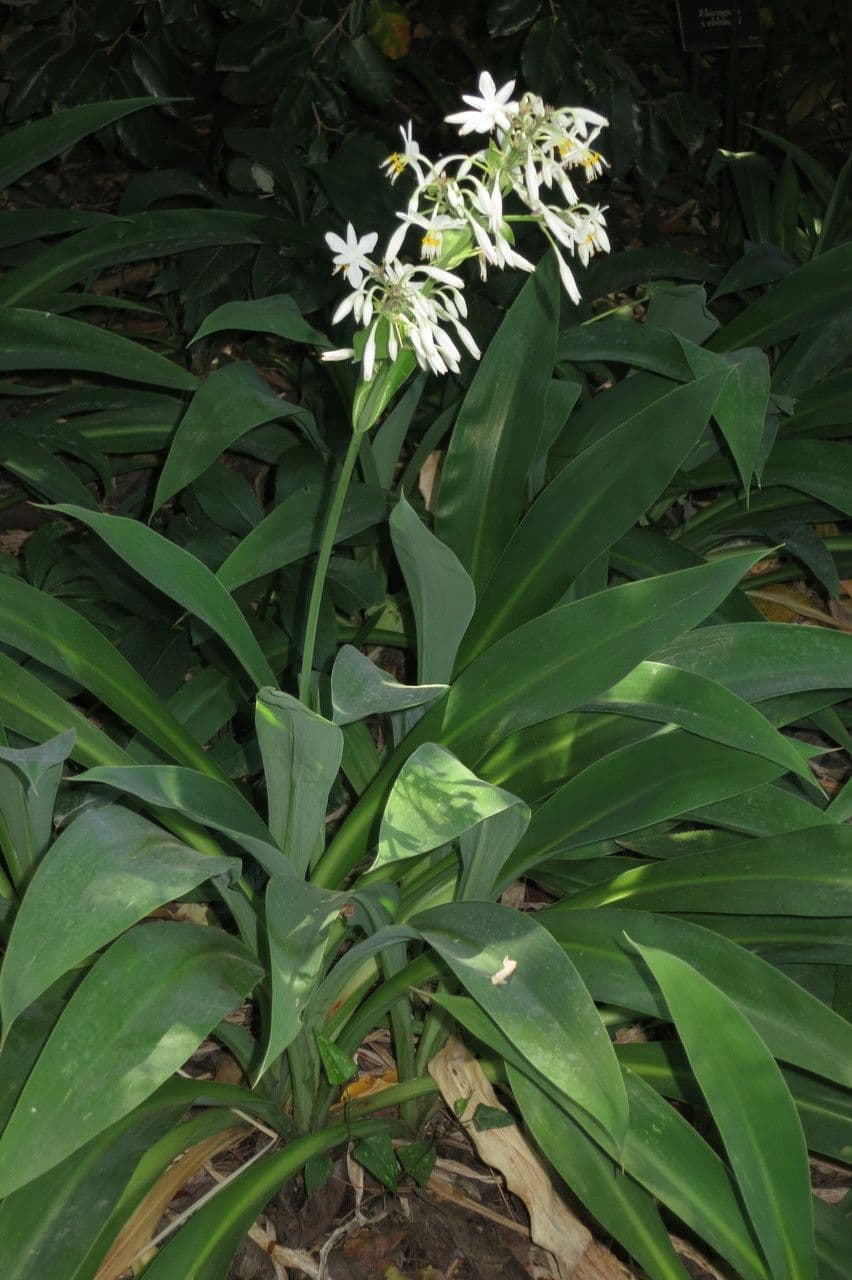 Arthropodium 7