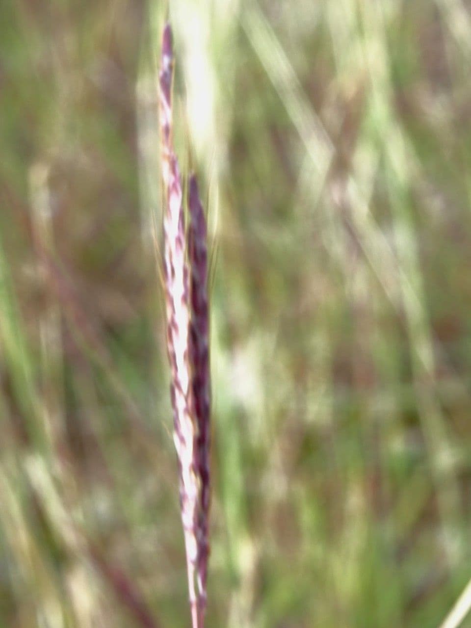 Gewöhnliches Bartgras 3