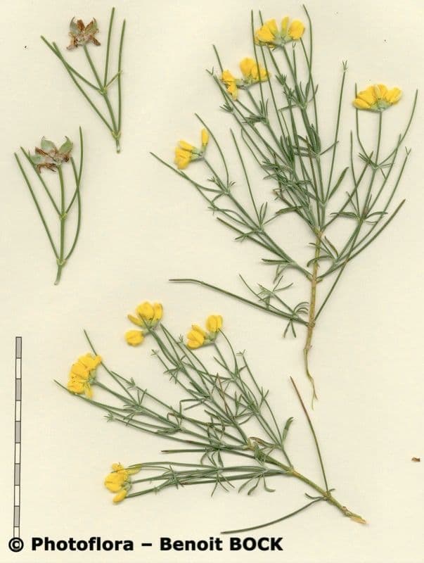 Ginestra radiata 29