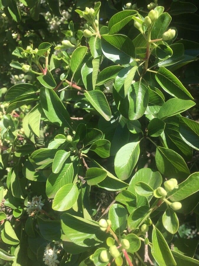 Calycophyllum 7
