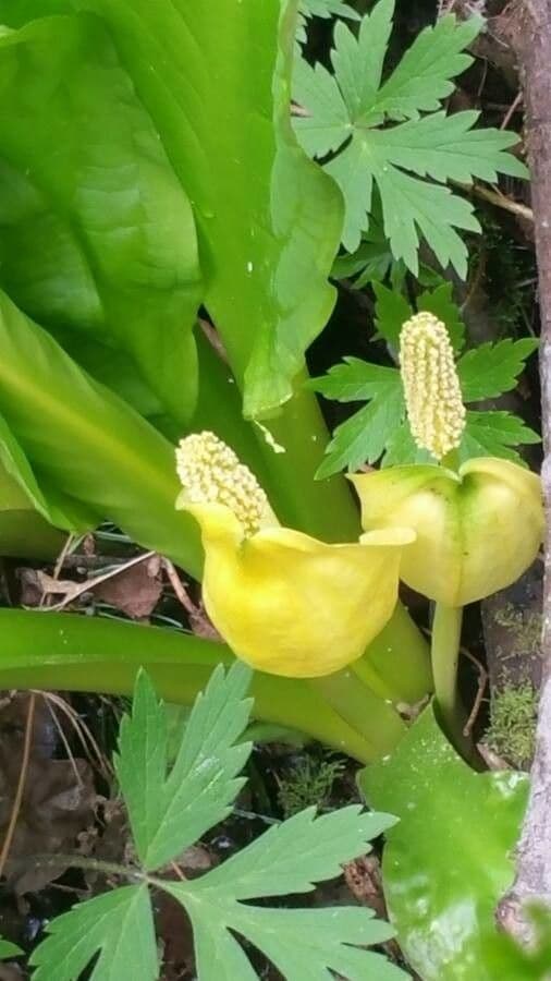 Calla di palude 9