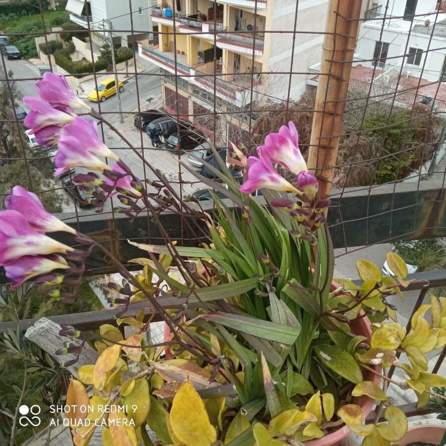 Freesia 15