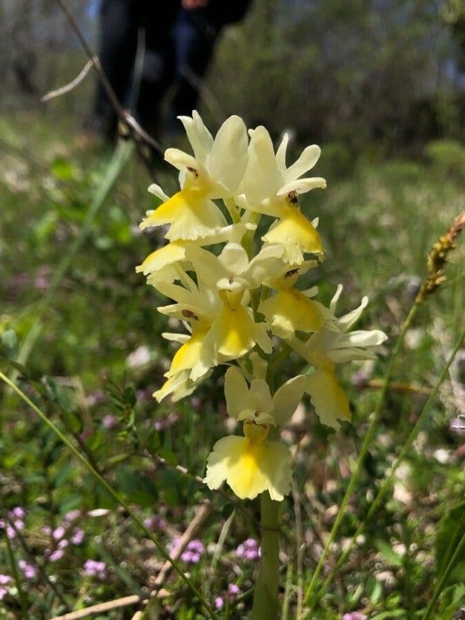 Orchide 5