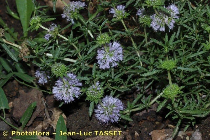 Menta cervina 18