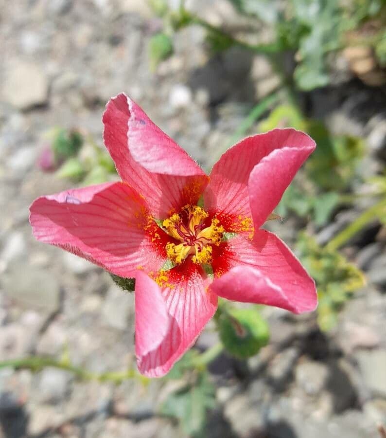 Lecanophora 3