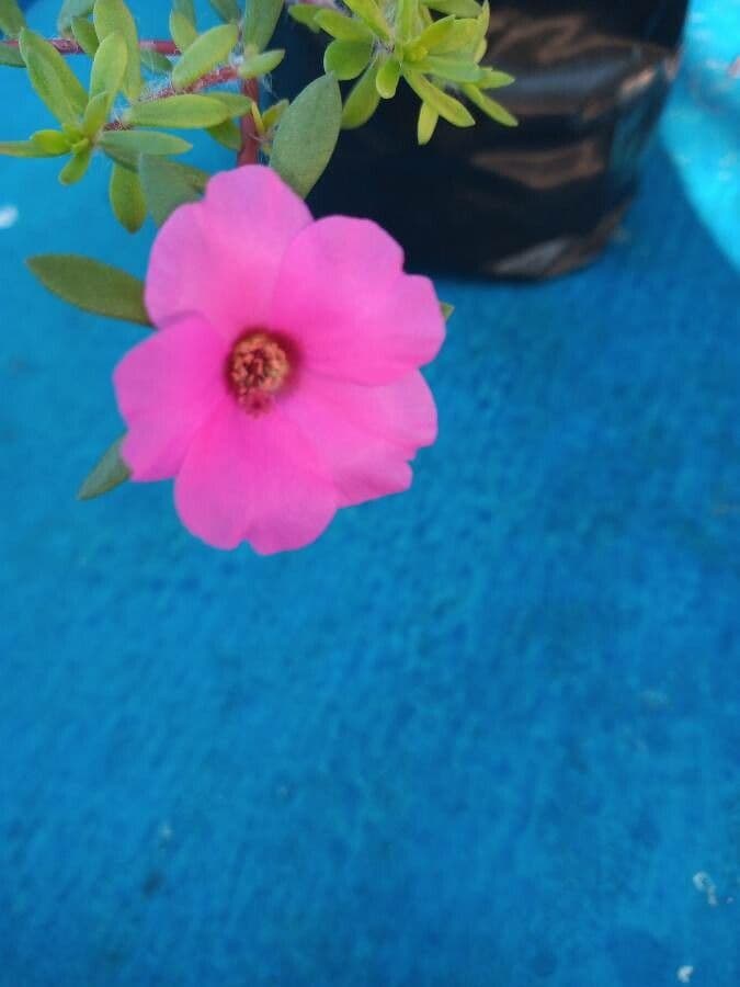 Portulaca 3