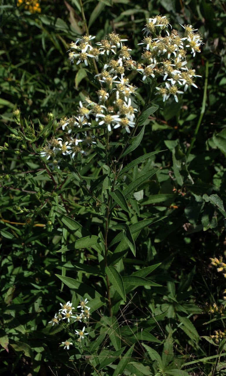 Doellingeria umbellata 6