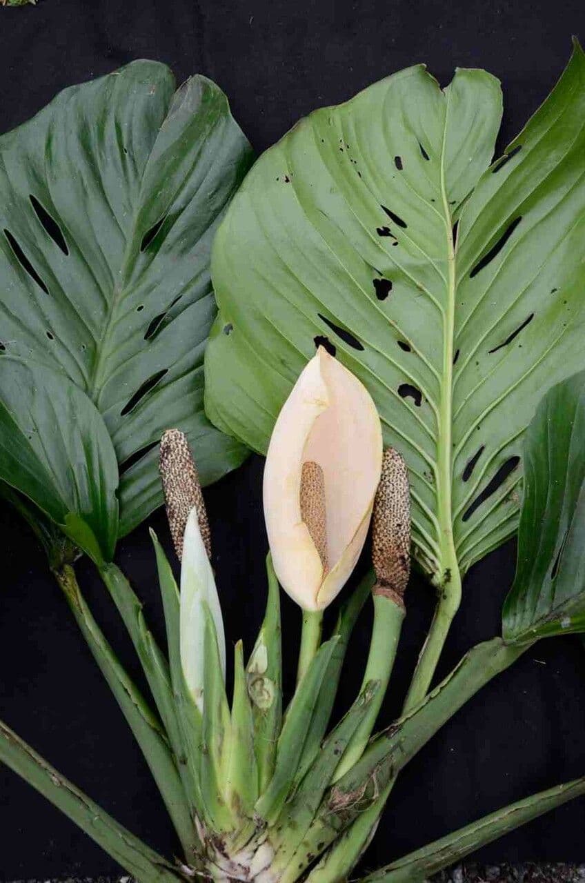Monstera adansonii 6