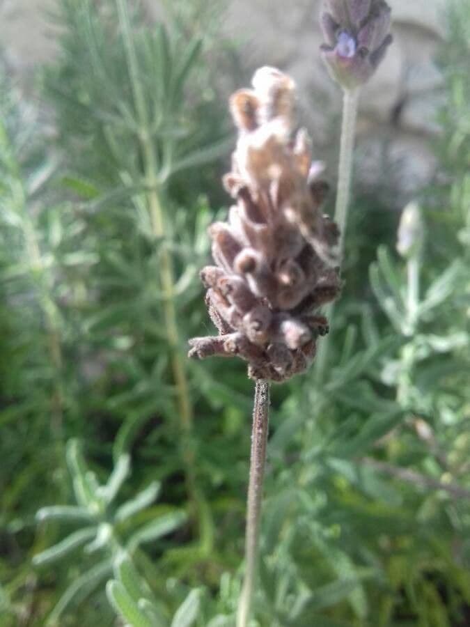 Lavanda dentata