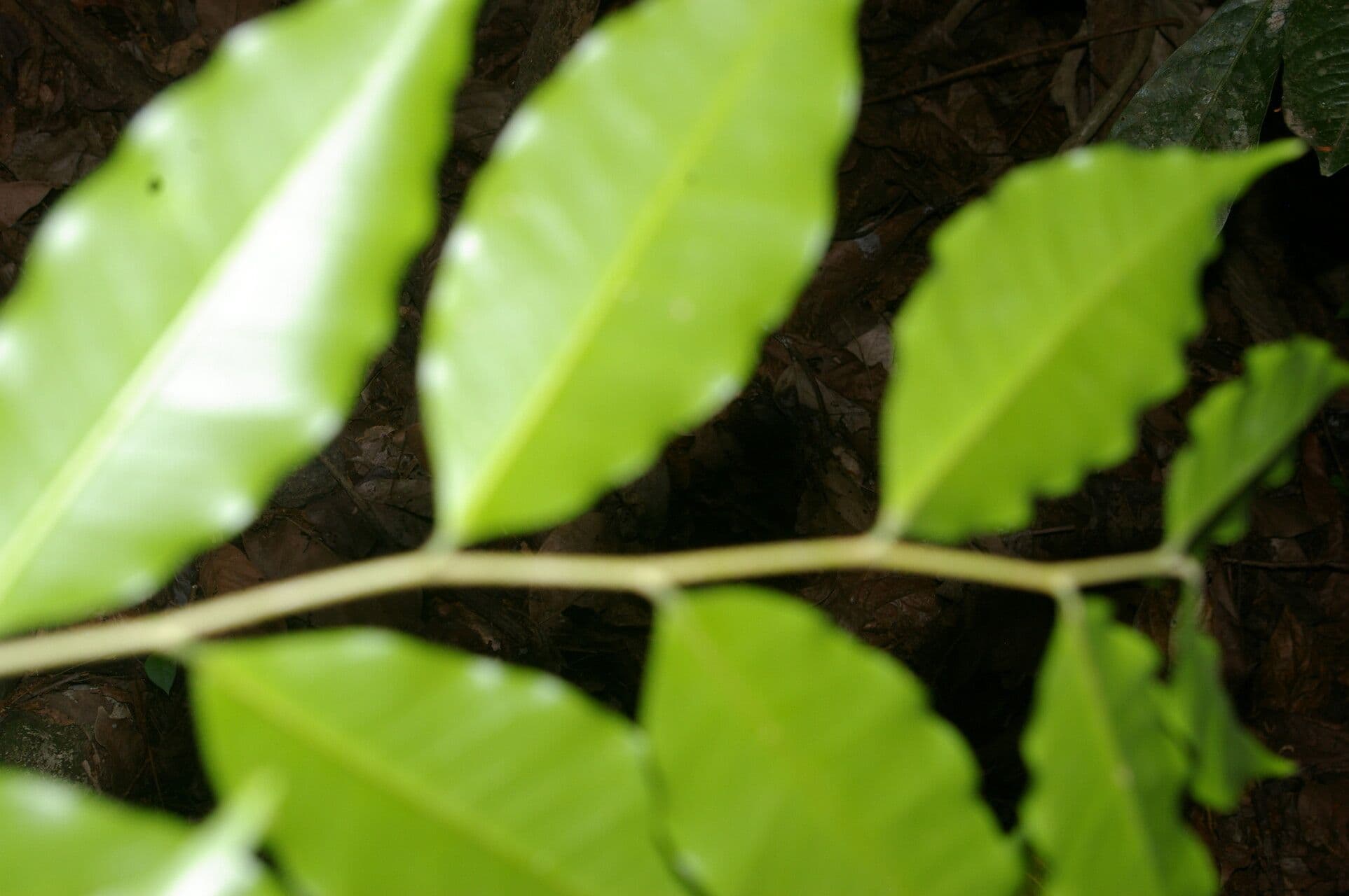 Aspidosperma rigida 2