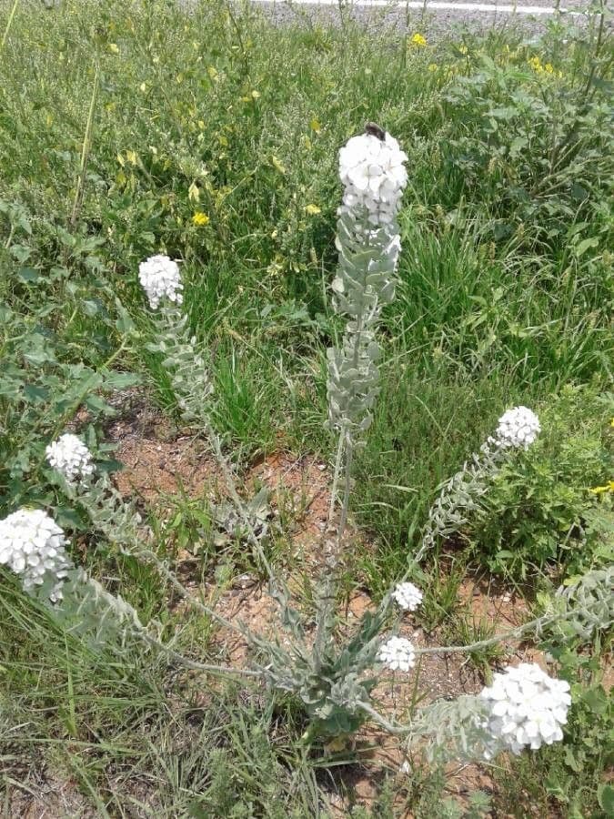 Lepidium 8