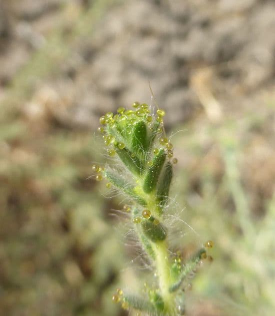 Blepharizonia 6