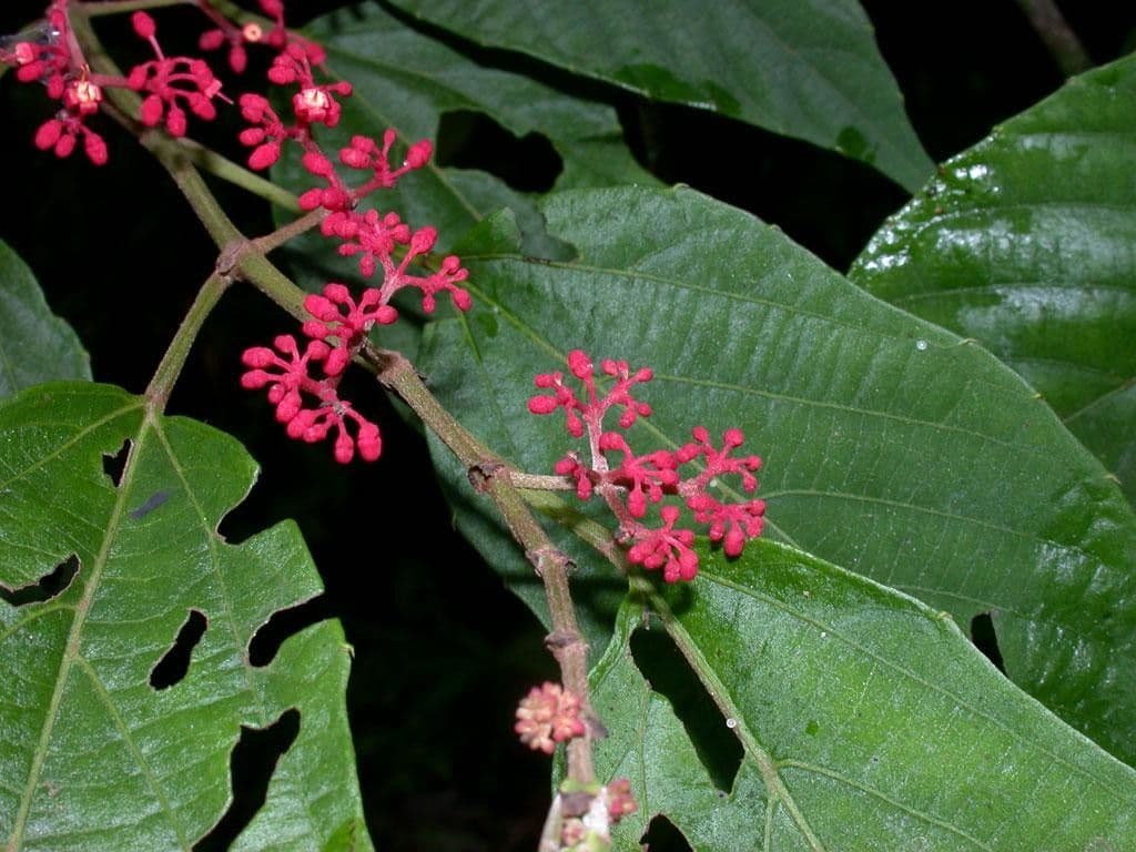 Cissus dwulistny 21