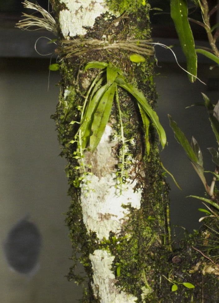Cryptarrhena guatemalská 11