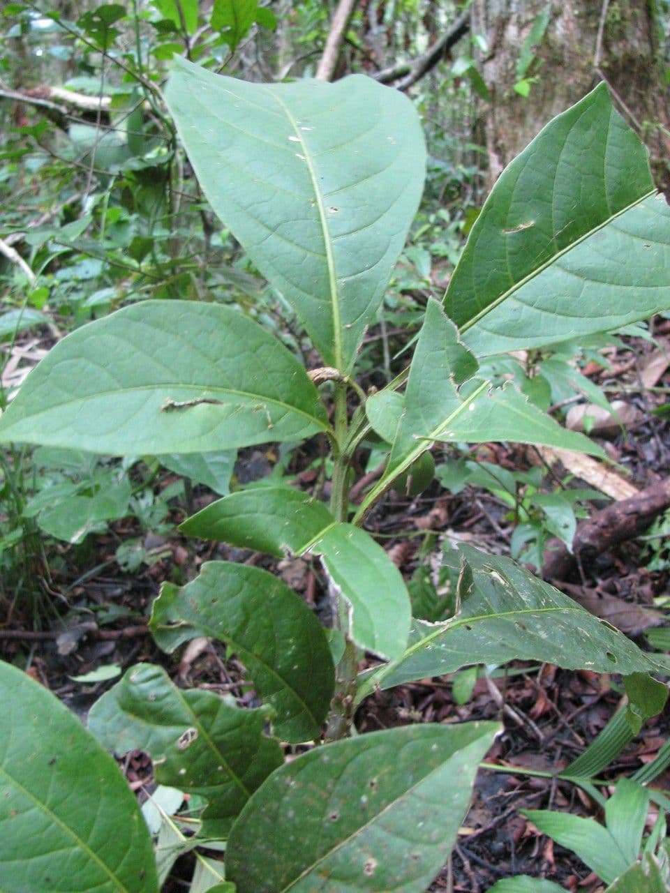 Solanum 7