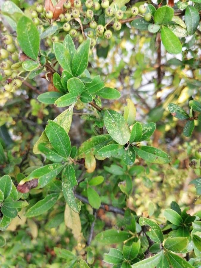 Pyracantha de Koidzumi 18