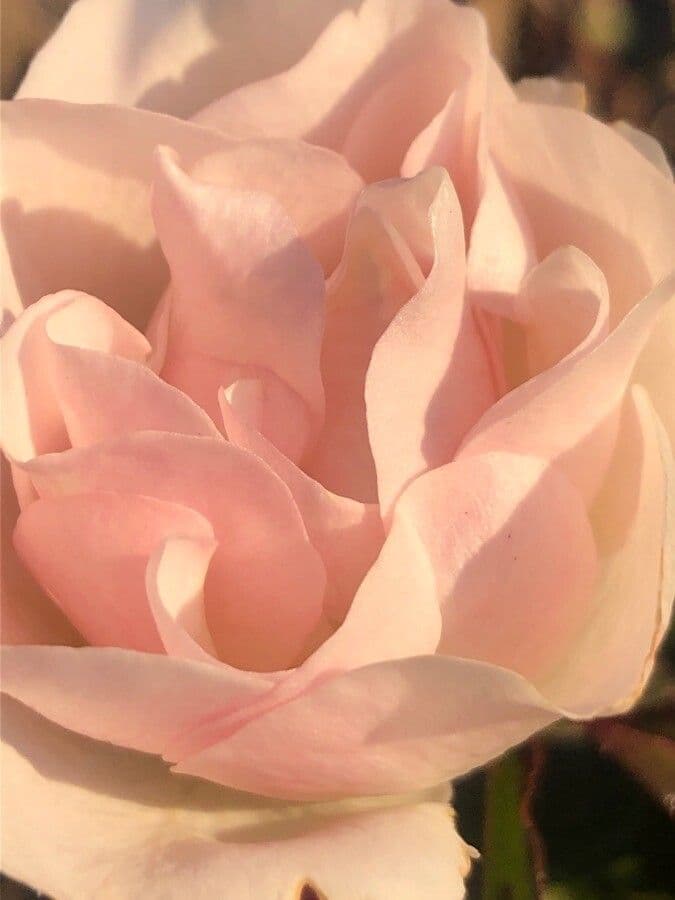 Pouzinii-Rose 8