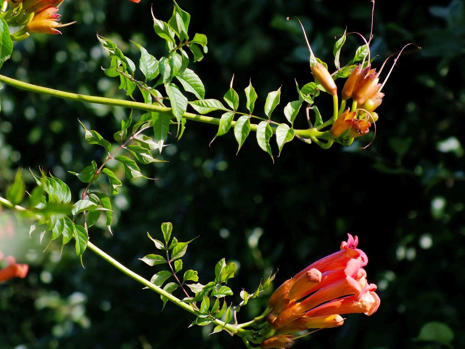 Trompeta de Virginia 29