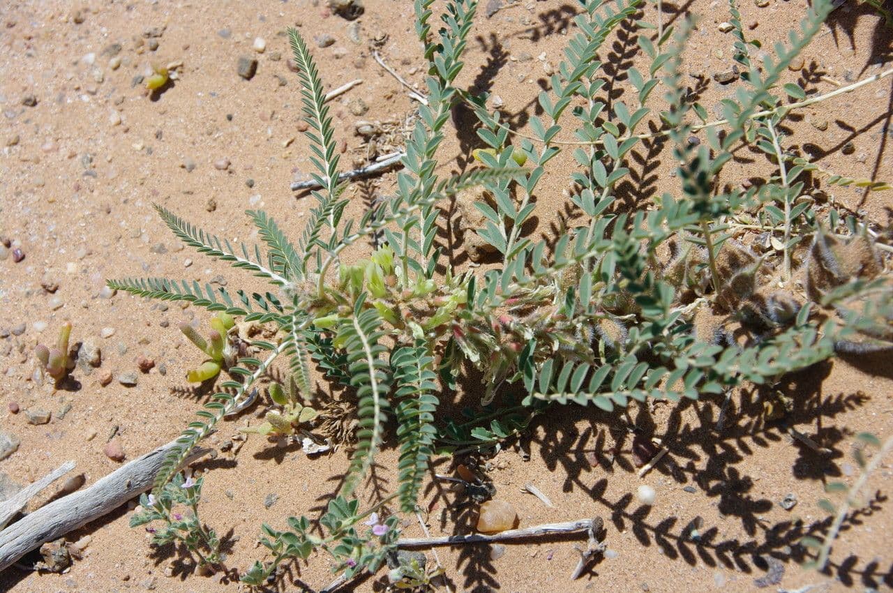 Astragalo 19