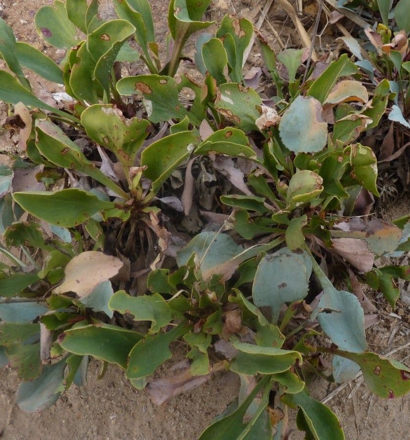 Limonio 8