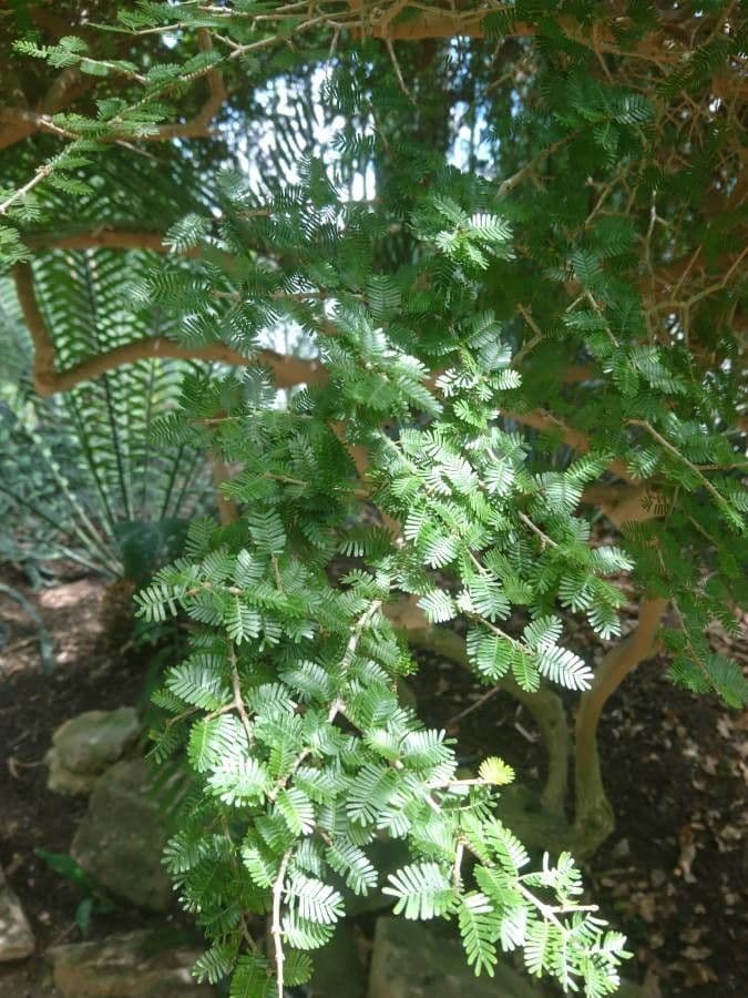 Porlieria 2