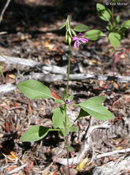 Clarkia romboidale 8